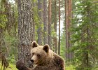 Brown Bear Hugging a Tree.jpg